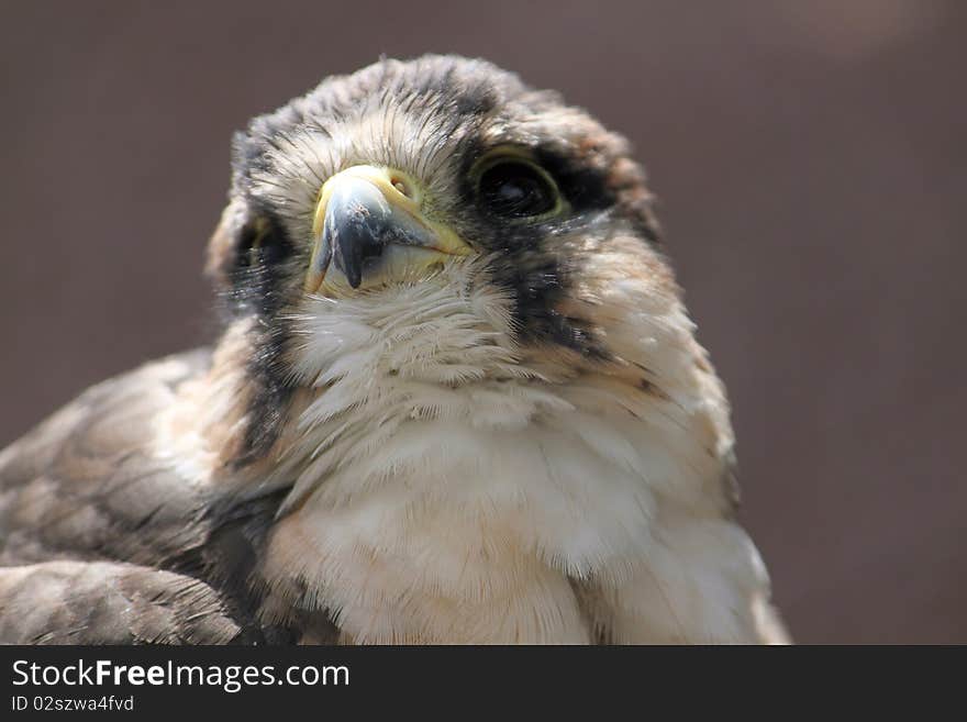 Close up of the face of a falcon. Close up of the face of a falcon