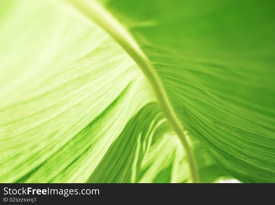 The green fresh of Banana leaf