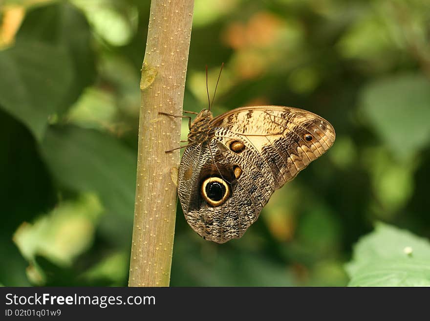 Common Blue Morpho Butterfly