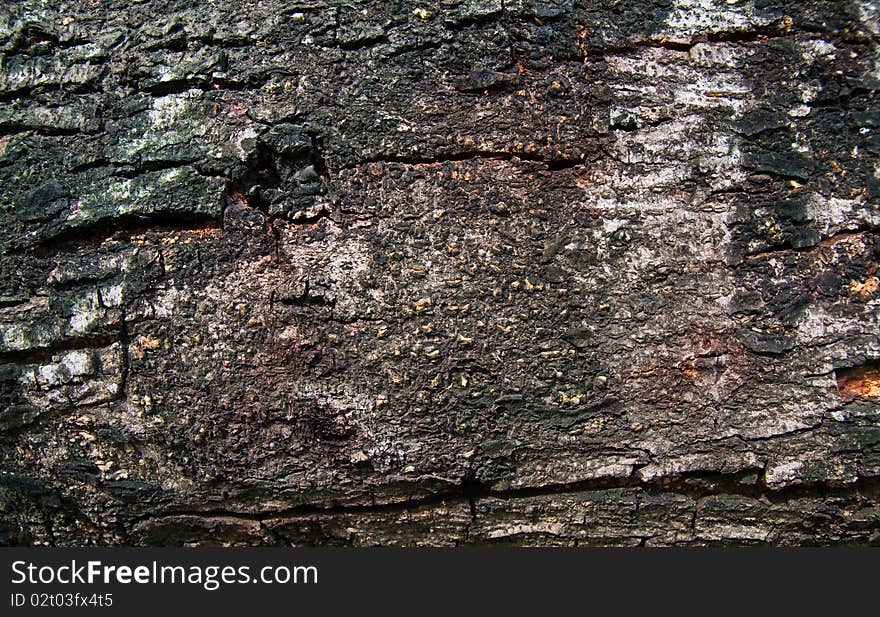 Texture of old bark of tree. Texture of old bark of tree