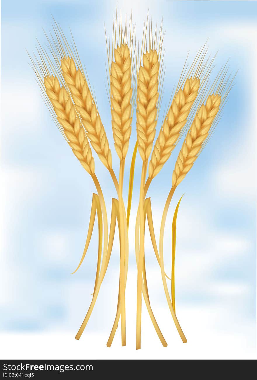 Photo-realistic  illustration. Ears of wheat on sky.