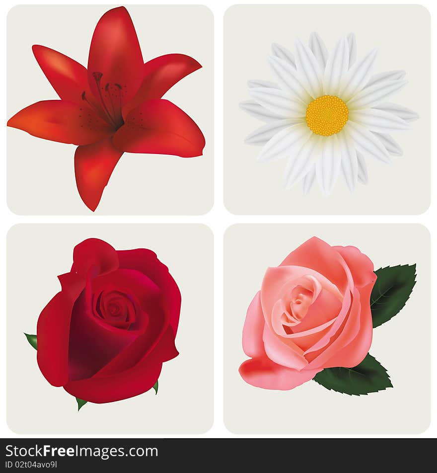 Four beautiful flowers.