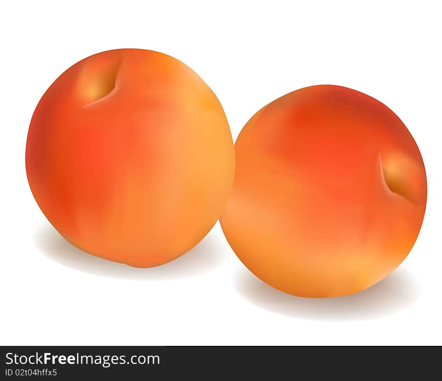 Photo-realistic illustration. Two ripe apricots.