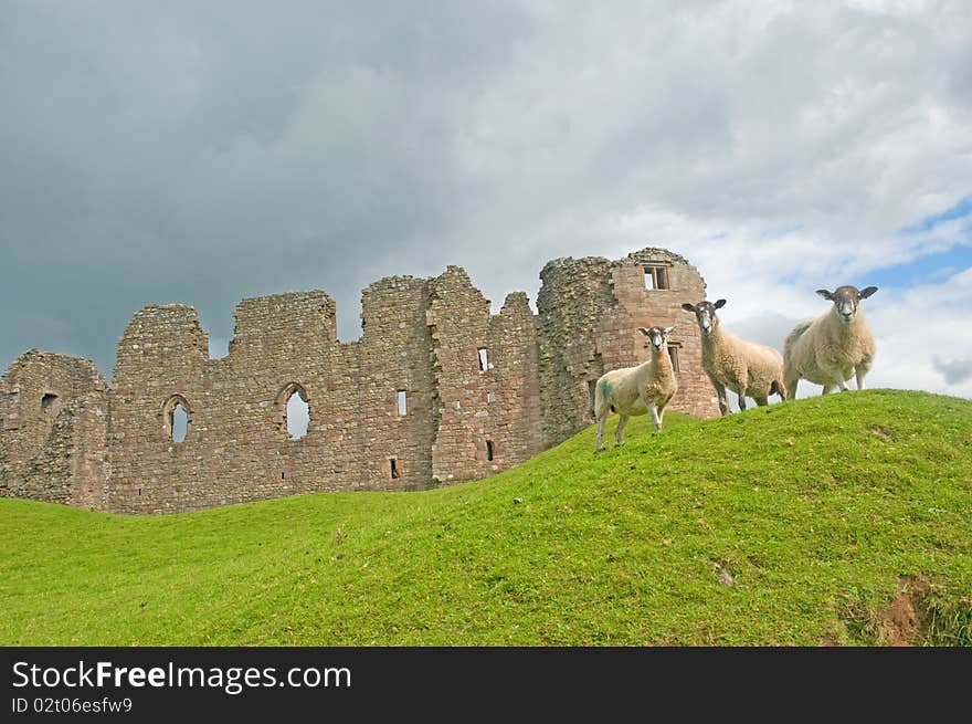 Sheep And Castle