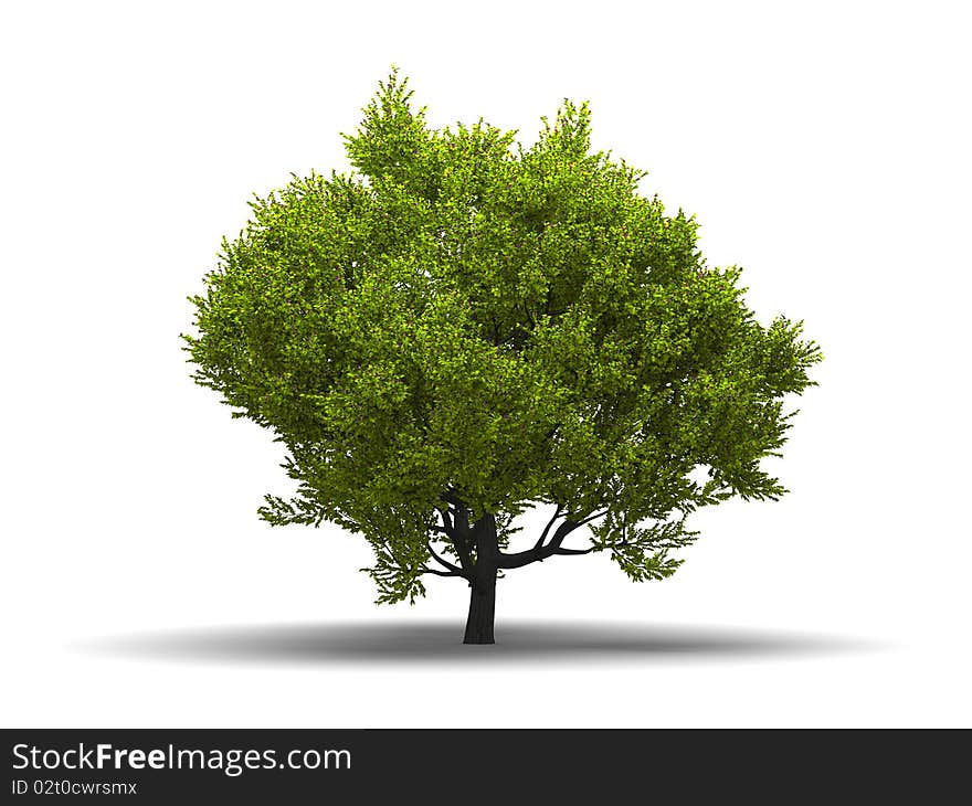 Isolated green broadleaf tree at white background with shadow