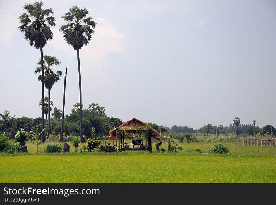 The hut in the rice paddyfield with Palmyra. The hut in the rice paddyfield with Palmyra.