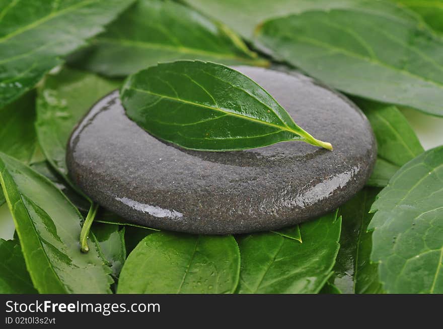 Leaf and gray stone