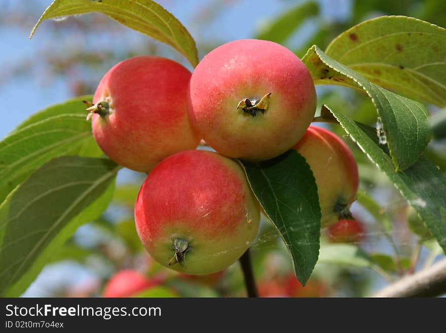 Ripe apples hanging on the branches in the garden