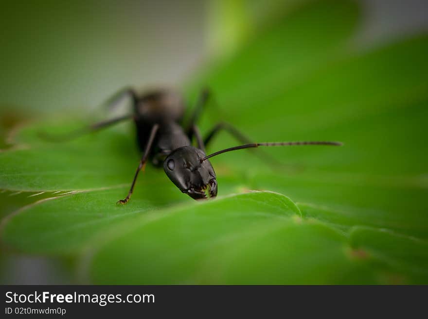 Ant on the green leaf