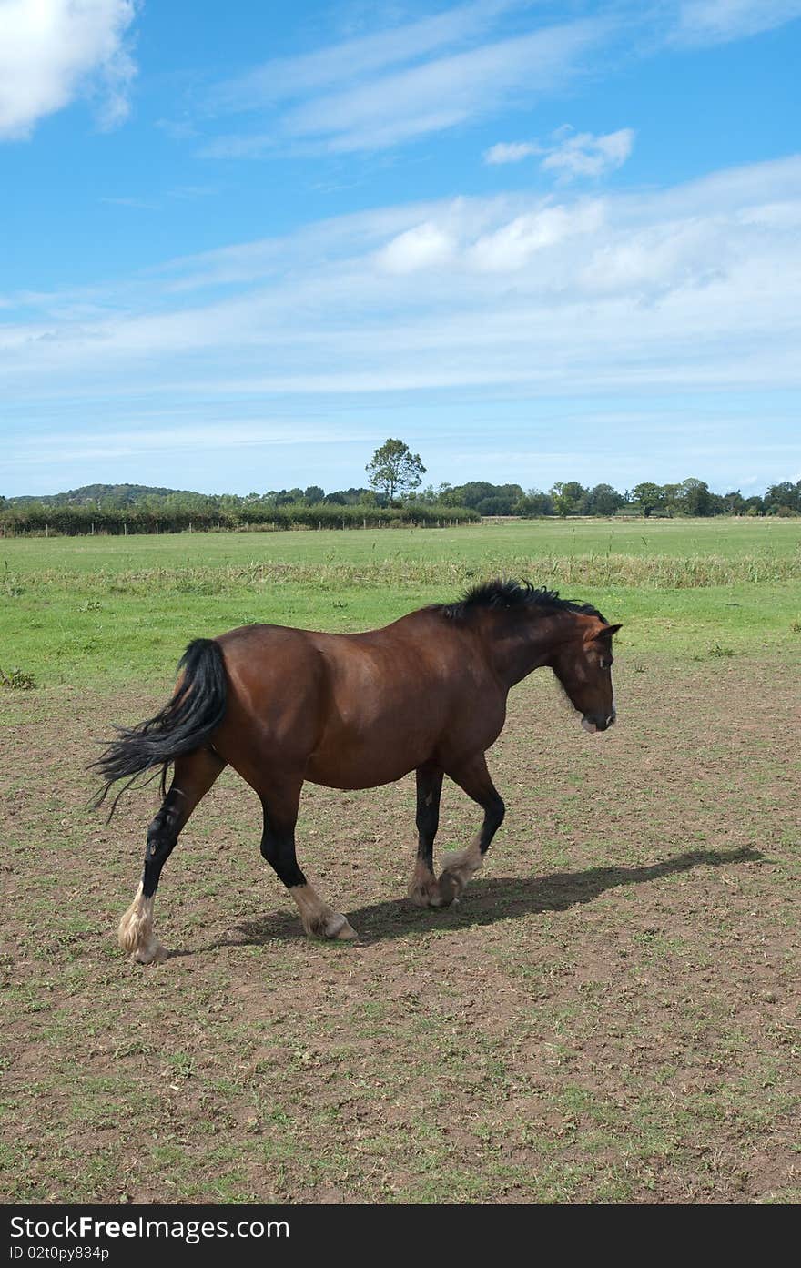 Horse In Field