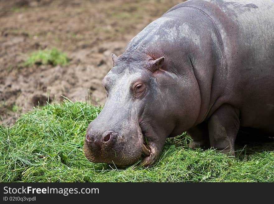 The hippopotamus (Hippopotamus amphibius), or hippo, from the ancient Greek for river horse, is a large, mostly herbivorous mammal in sub-Saharan Africa, and one of only two extant species in the family Hippopotamidae (the other is the Pygmy Hippopotamus.) The hippopotamus is the third largest land animal (after the elephant and the white rhinoceros) and the heaviest extant artiodactyl, despite be