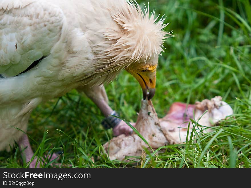 An Egyptian vulture eating prey