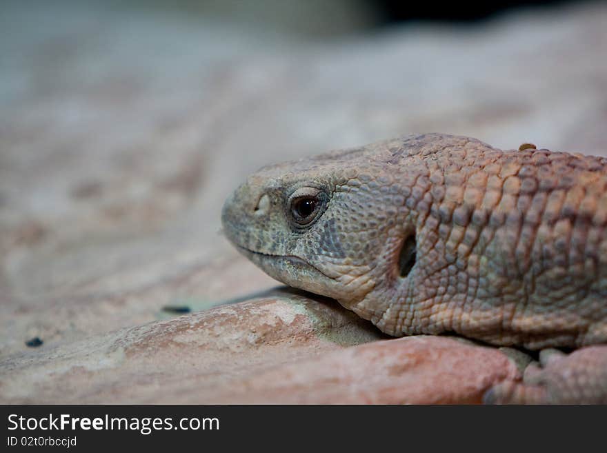 A closeup of a Lizard