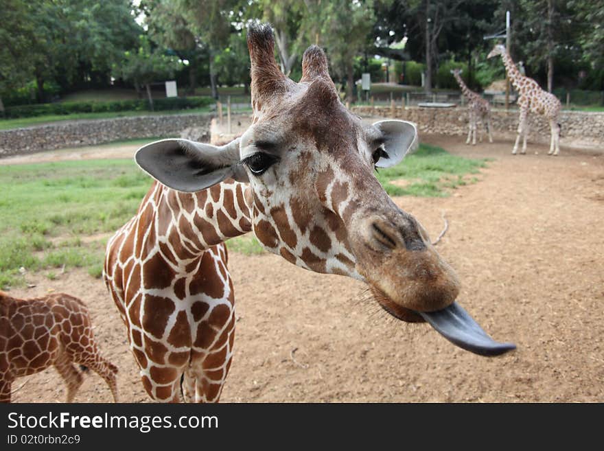 Giraffes sticking her toungue out for food