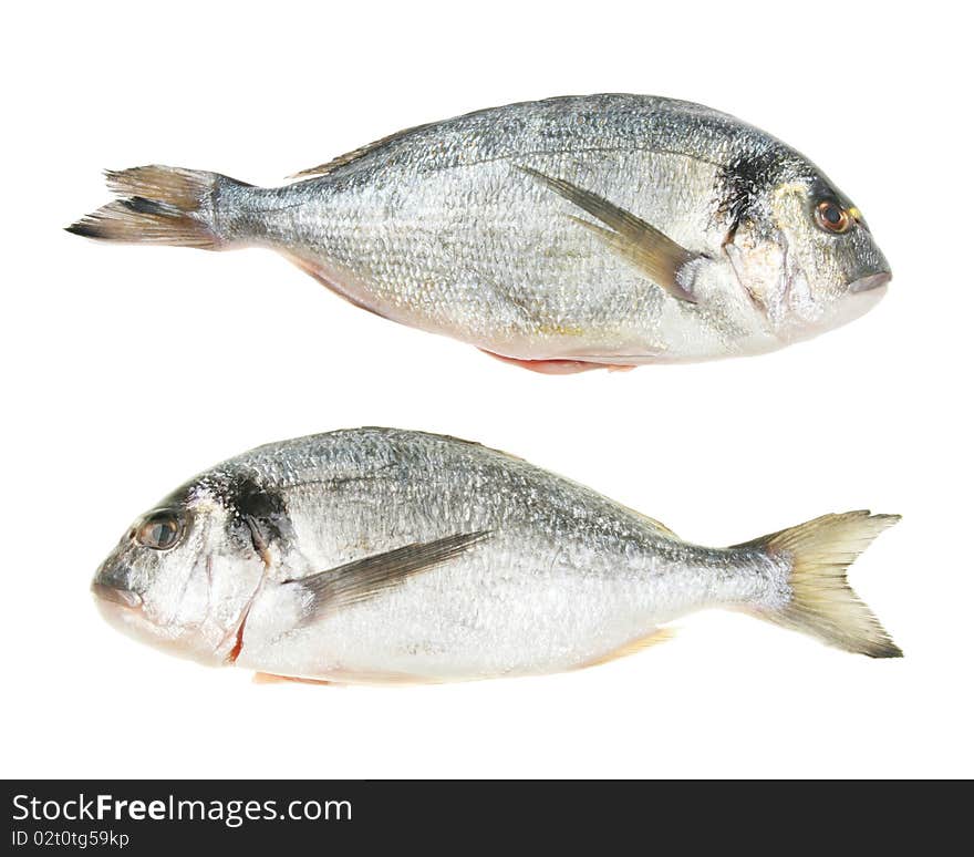 Pair of gilt head bream fish