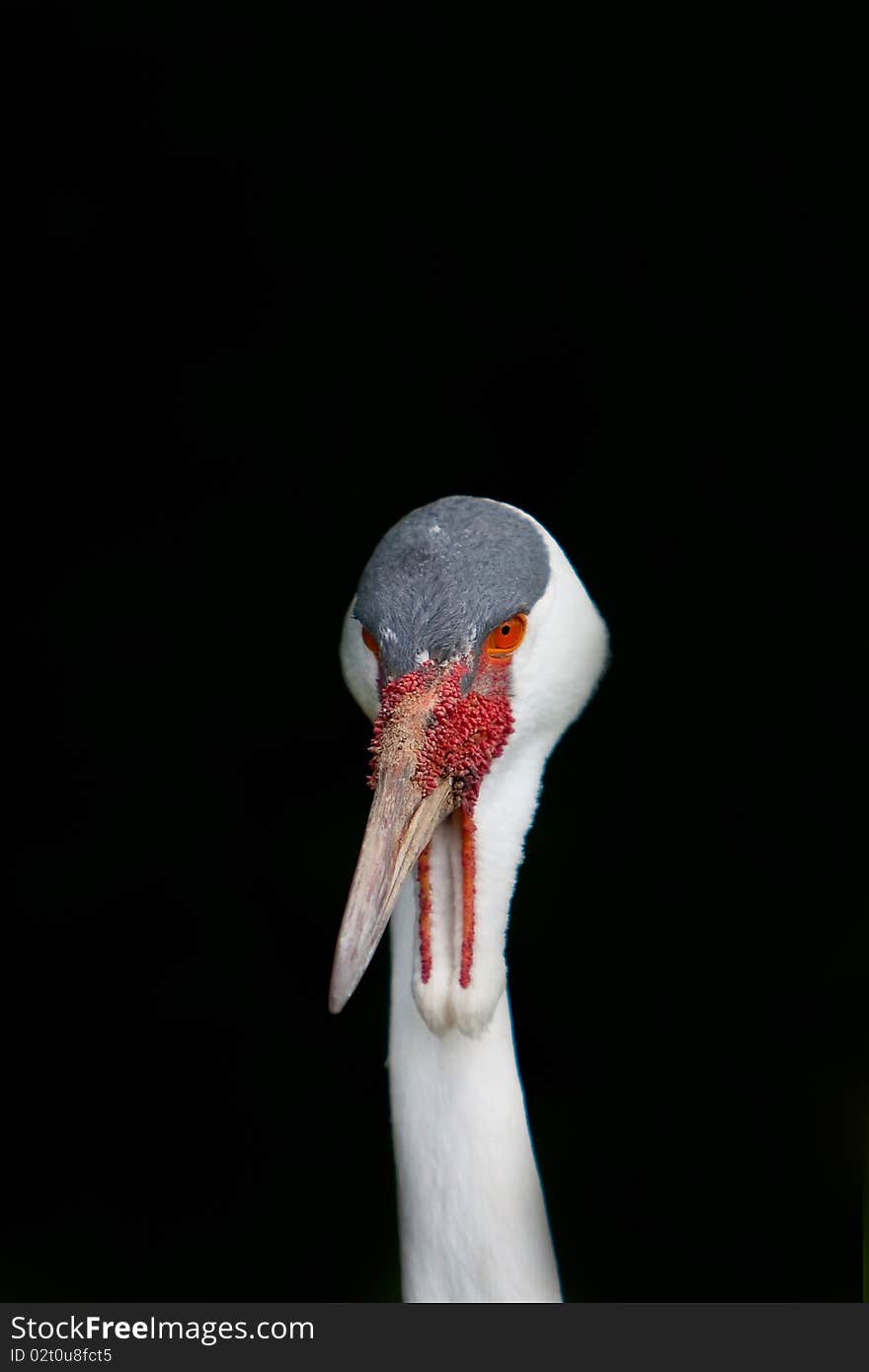 A closeup of an ugly bird