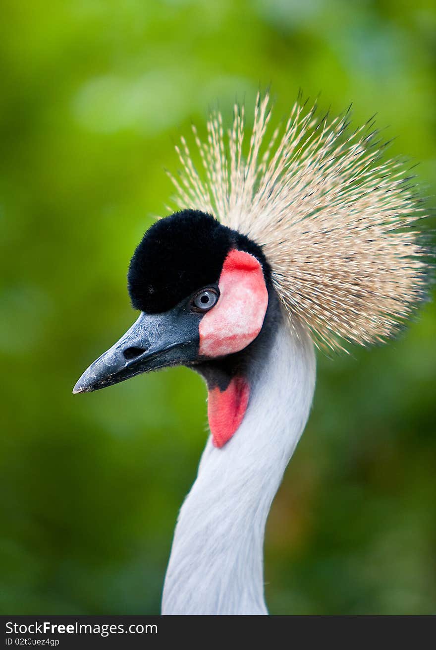 A closeup of an crane head