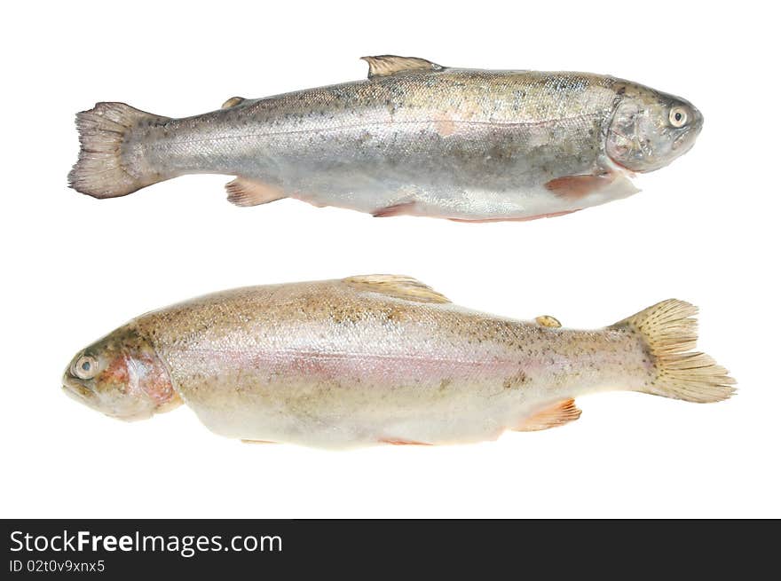 Two rainbow trout