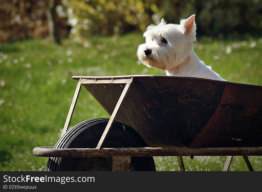 Dog In Cart