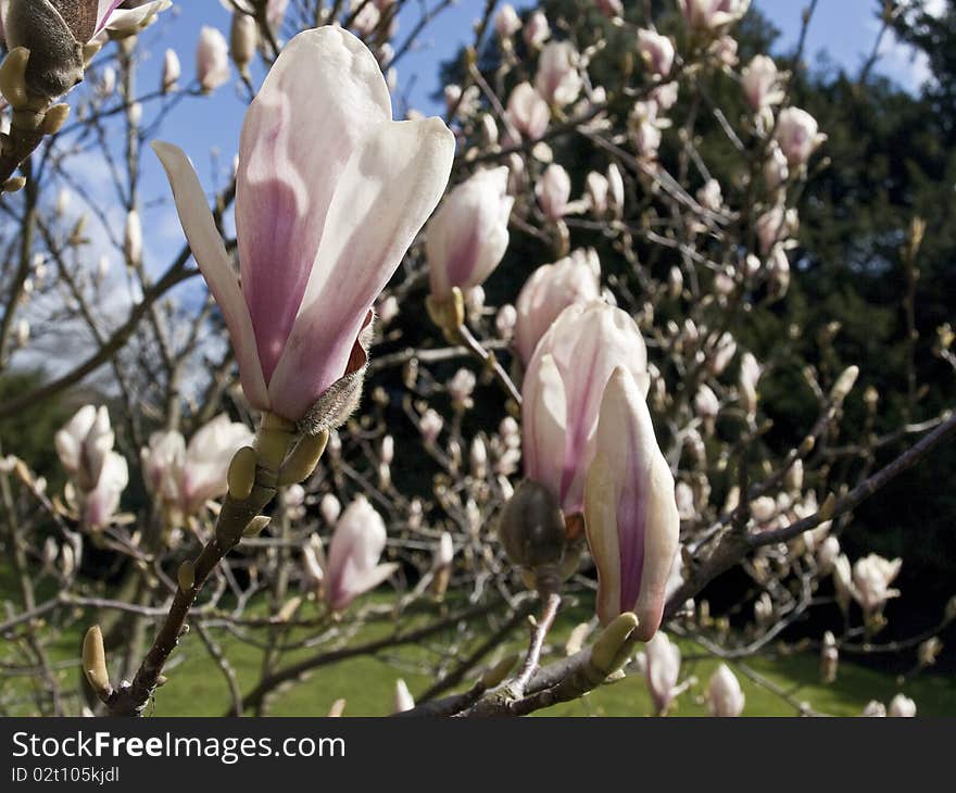 Magnolia