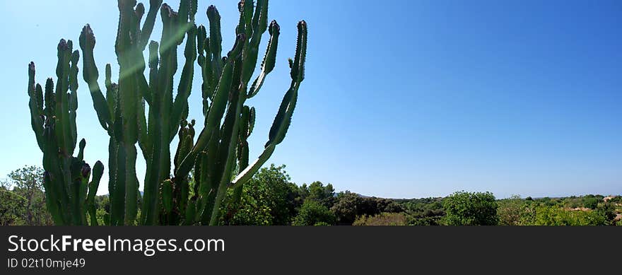 Panoramic Cactus And Field