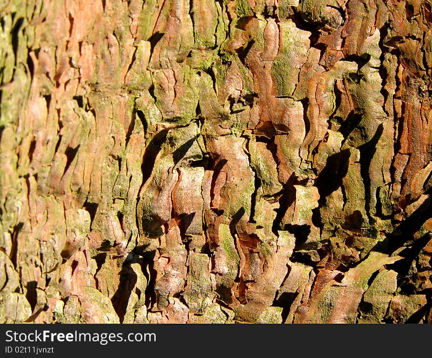 Detail photo texture of the pine bark background