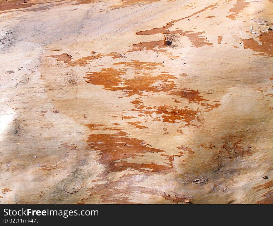 Detail photo texture of the birch wood background