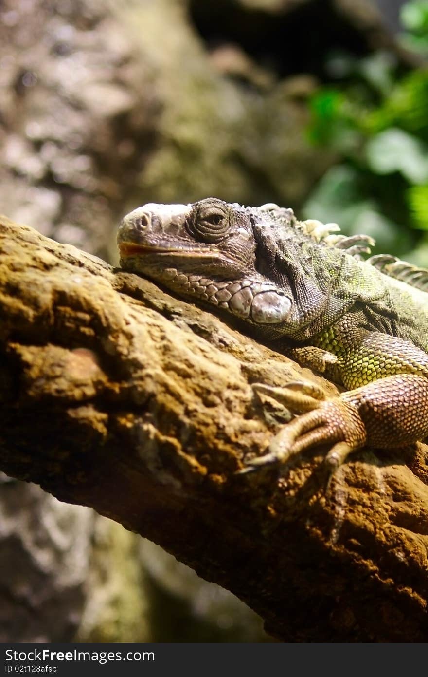 An iguana is sitting on a tree