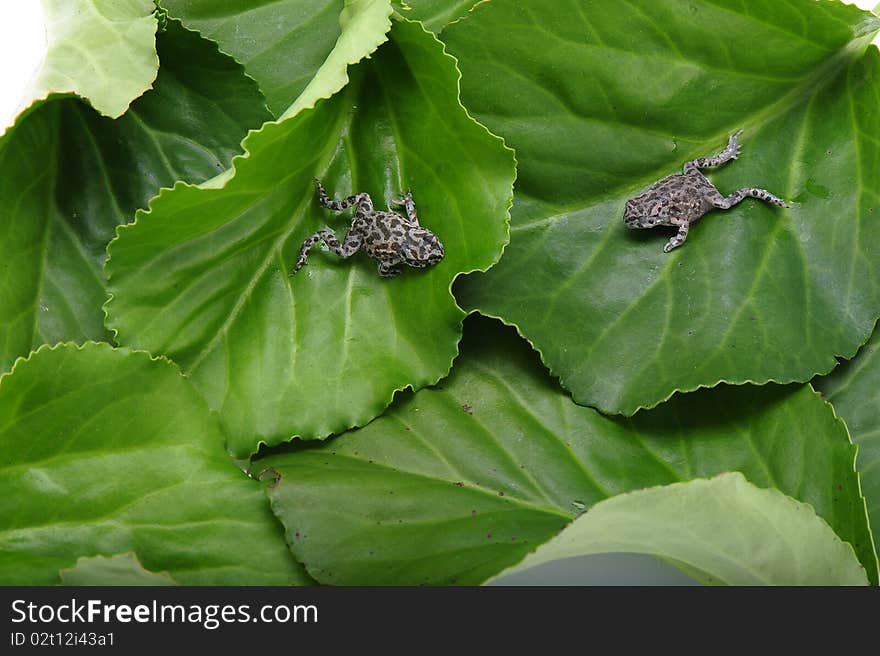 Two frogs on big green leaves