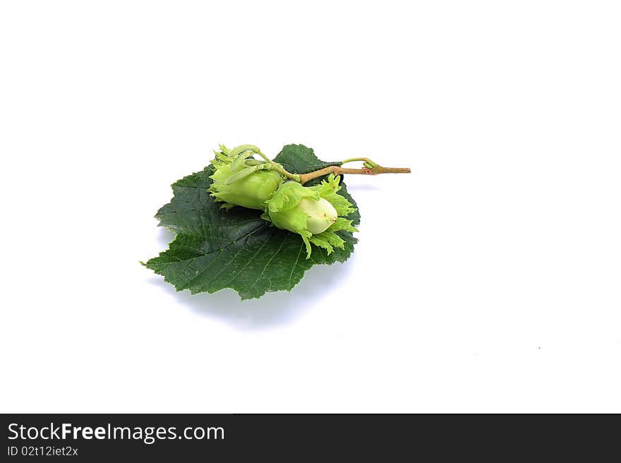 Two hazelnuts on two hazeltree leaves