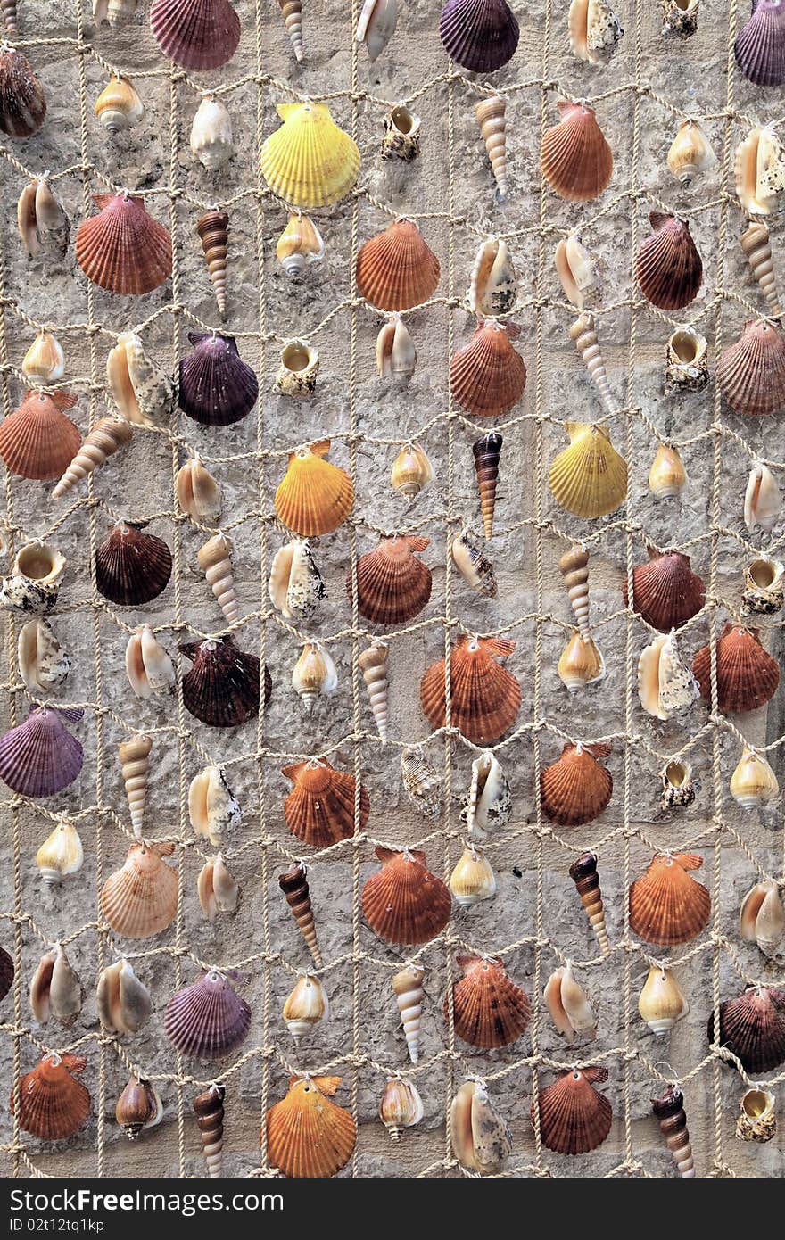 Seashells on stone wall background