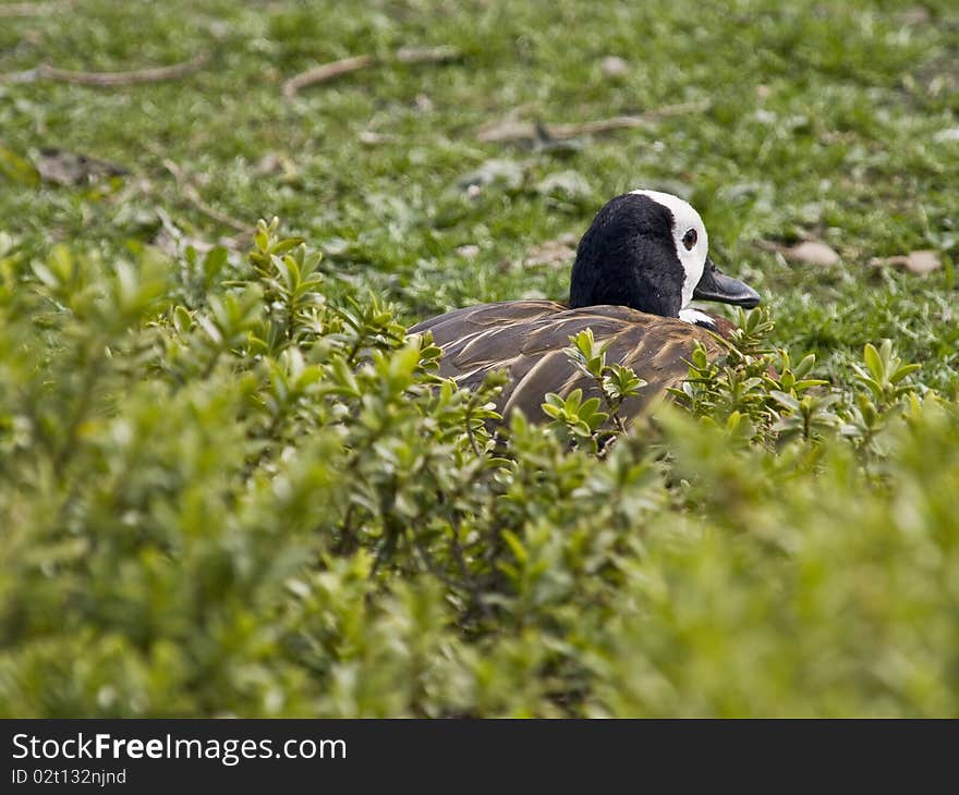 White Faced Duck hidden away in the grass