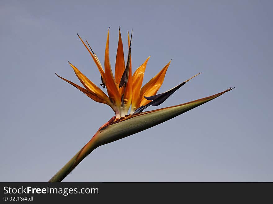 Strelitzia reginae, Crane Lily or Bird of Paradise flower from Germany, Europe