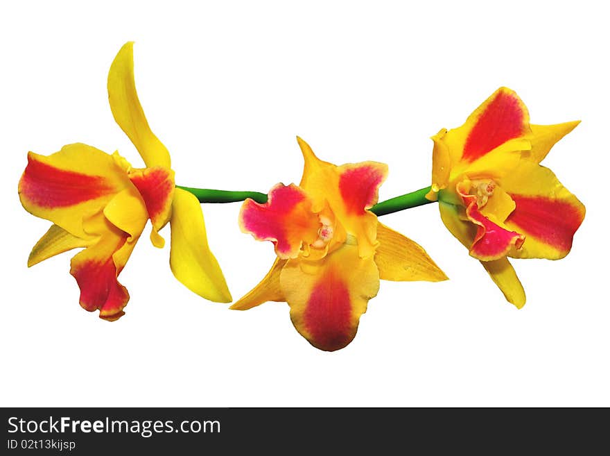 Close up of a beautiful blooming Orange Spotted Lip Cathley orchid, isolated on white