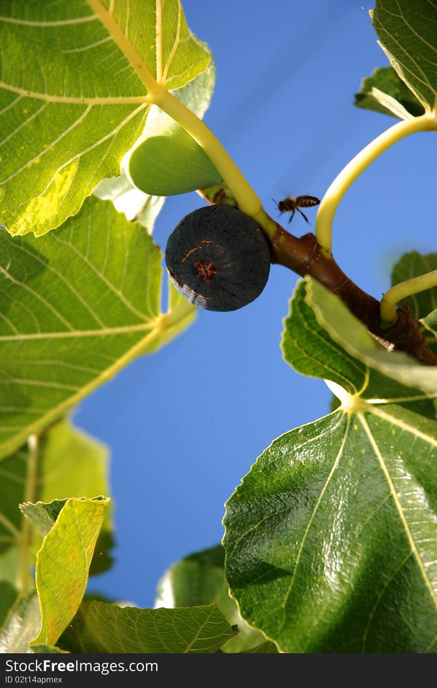 Close view of some figs on the tree and a bee. Close view of some figs on the tree and a bee