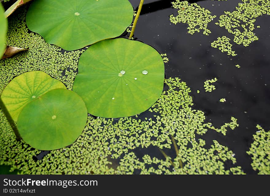 Water lily detail and drops