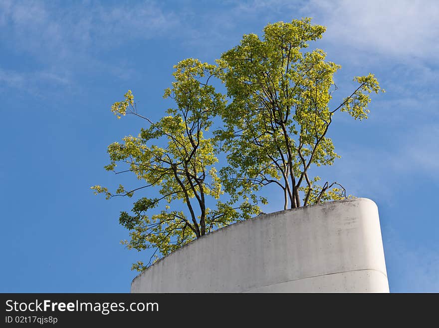 Green tree on a modern building. Green tree on a modern building.