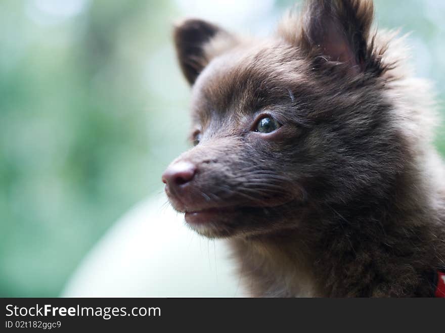 Brown Small Dog