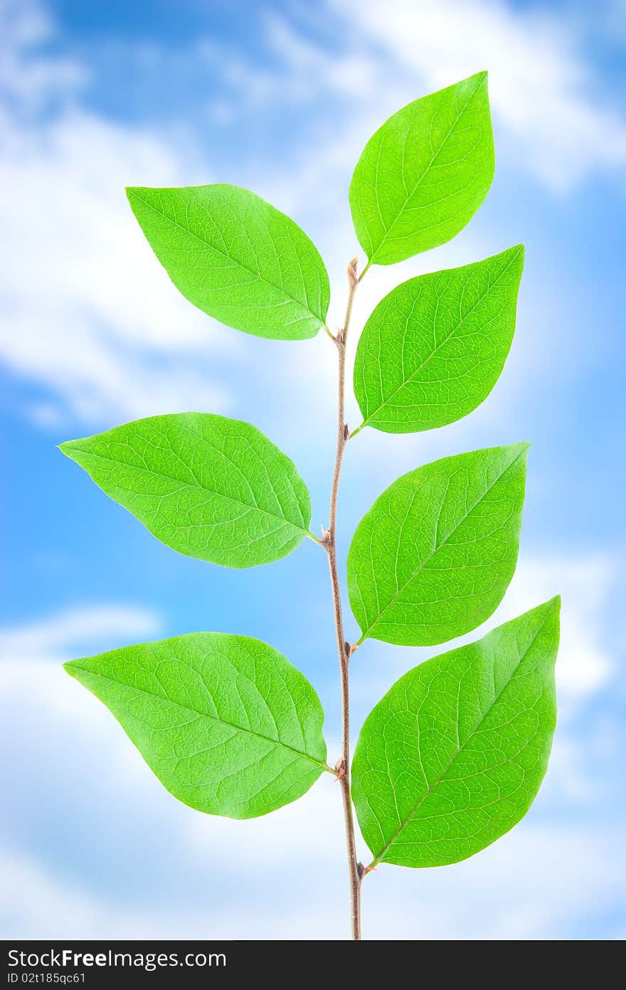 Green leafe  in sunny day on blue sky fone. Green leafe  in sunny day on blue sky fone.