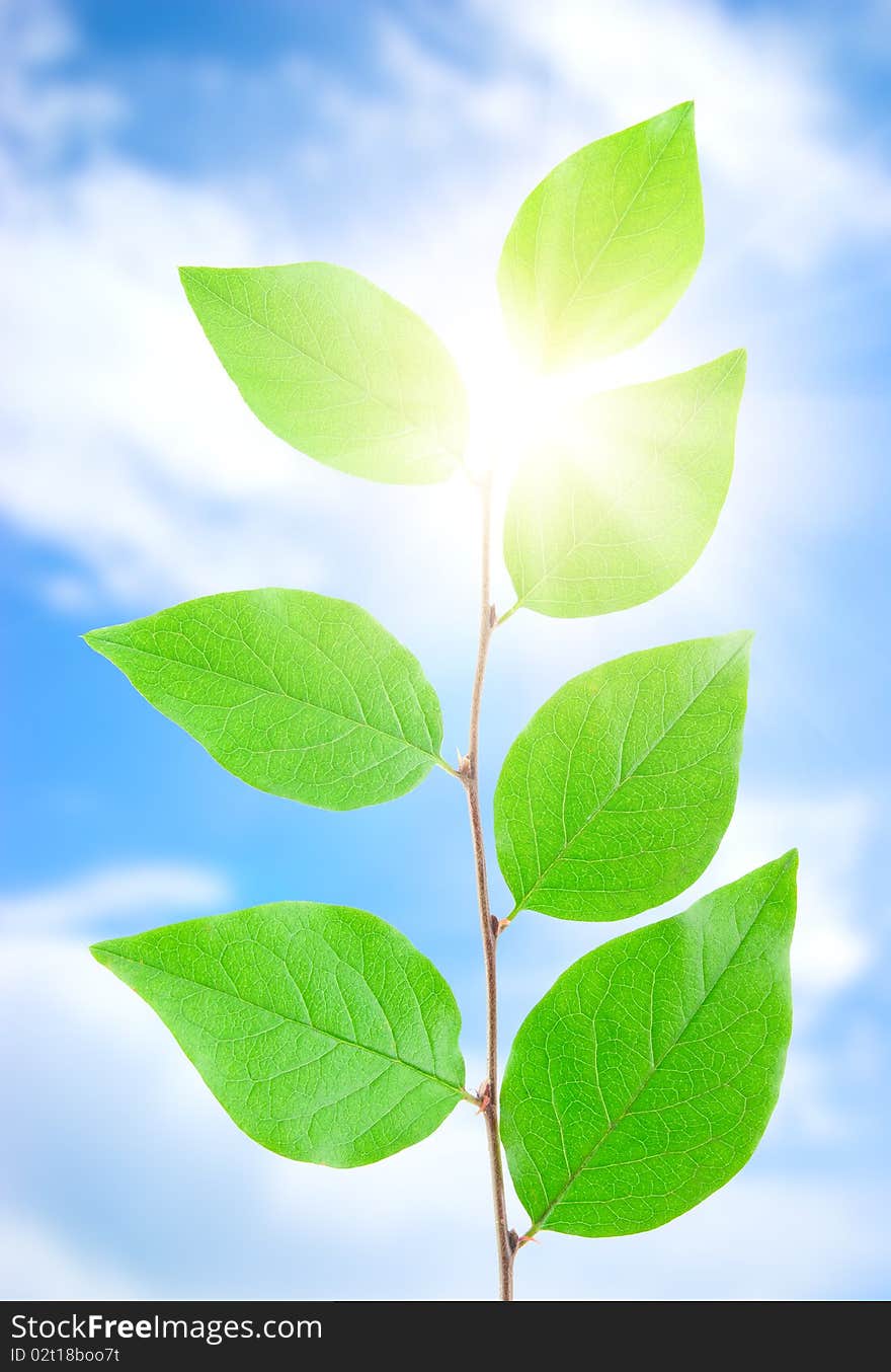 Green Leafe  In Sunny Day.