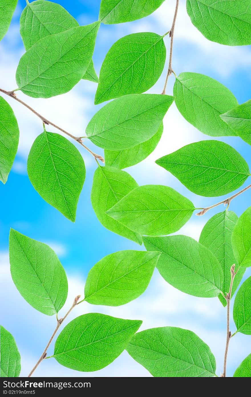 Green leafe  in sunny day on blue sky fone. Green leafe  in sunny day on blue sky fone.