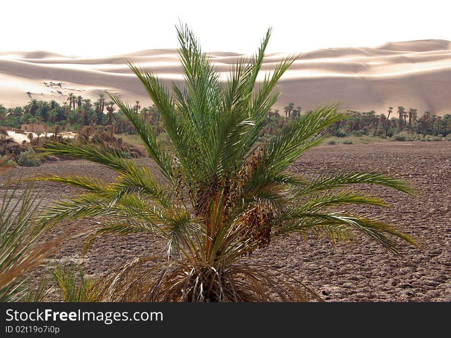 A palm tree in the desert of Libya, in Africa. A palm tree in the desert of Libya, in Africa