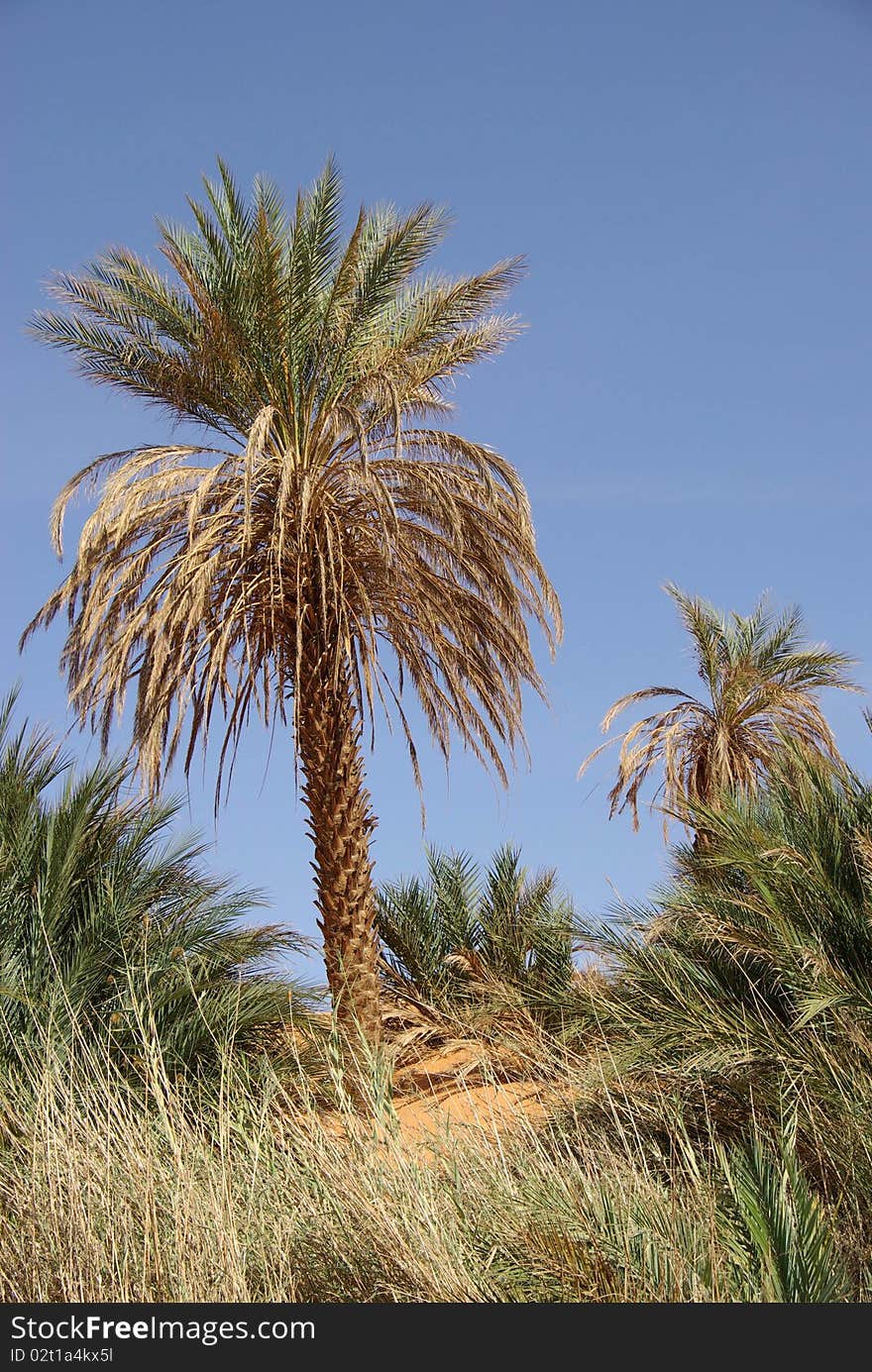 A palm tree in the desert of Libya, in Africa. A palm tree in the desert of Libya, in Africa