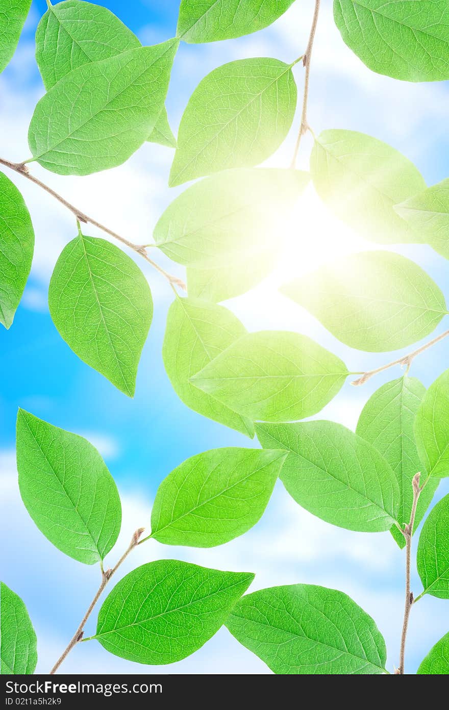 Green leafe  in sunny day.