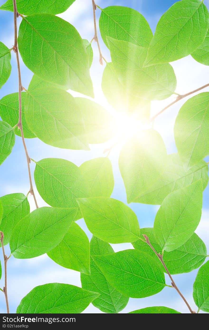 Green leafe  in sunny day.