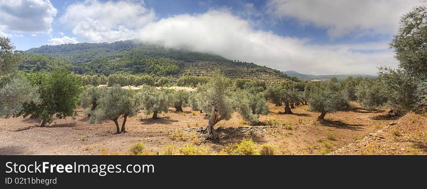 Wide panoramic view of special landscape at Majorca Island in Spain. Red soil, olive trees and clouds put on mountains. Wide panoramic view of special landscape at Majorca Island in Spain. Red soil, olive trees and clouds put on mountains