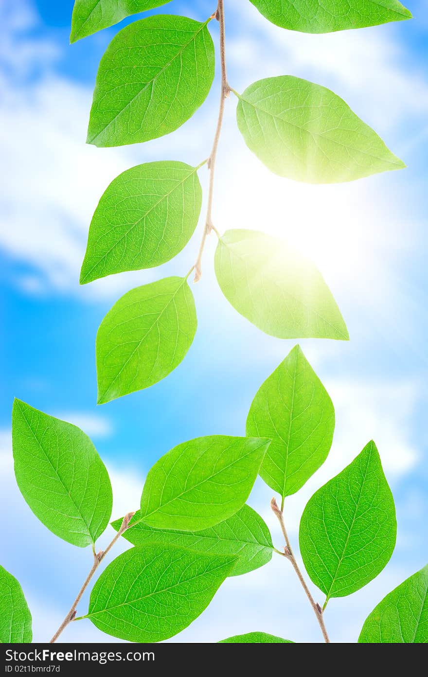 Green leafe  in sunny day on blue sky fone. Green leafe  in sunny day on blue sky fone.