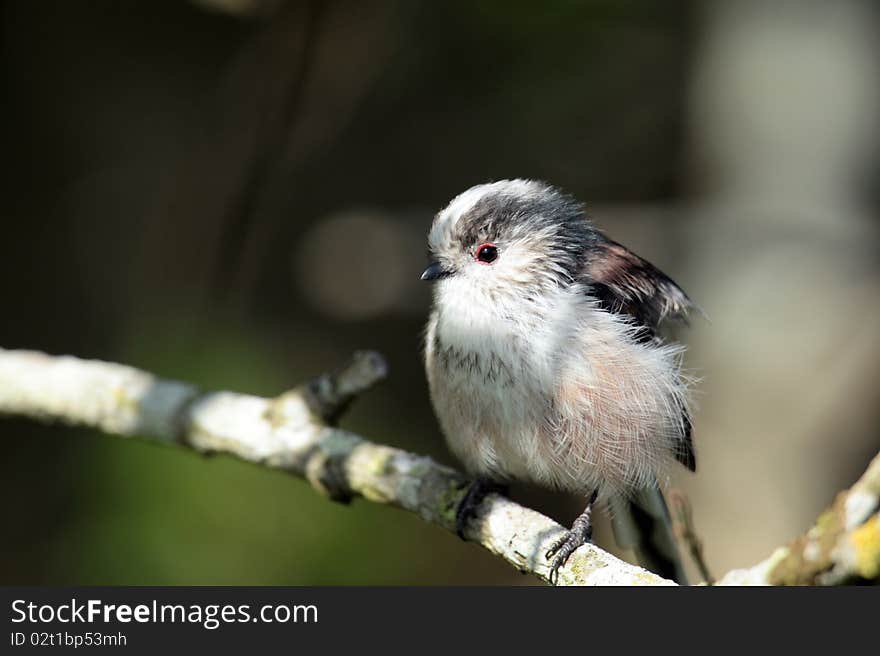 View of a longtail tit against a dark background. View of a longtail tit against a dark background.