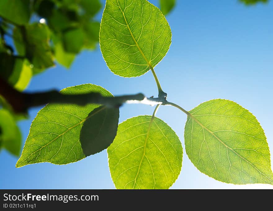 Green branch in sun forest. North nature. Summer. Green branch in sun forest. North nature. Summer.