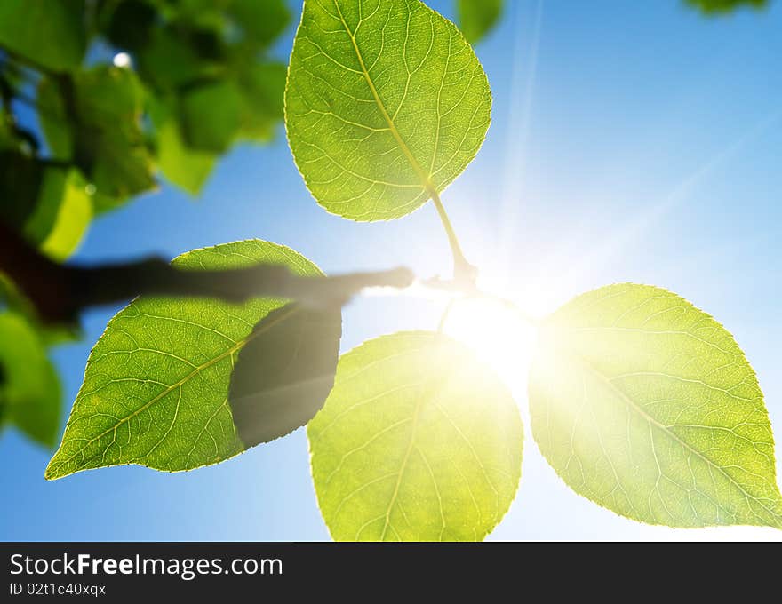 Green branch in sun forest. North nature. Summer. Green branch in sun forest. North nature. Summer.